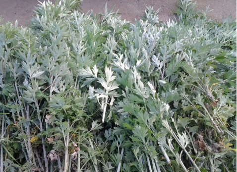 華展貓先生，端午節(jié)，垃圾分類